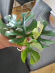 Raphidophora Tetrasperma variegata
