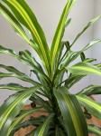 Sobna rastlina Dracaena fragrant
