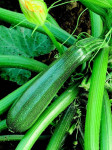 Domače bučke zucchini