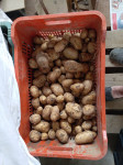 Novi krompir domači in neskropljen