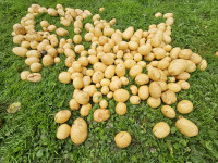Mladi krompir