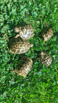 Želve - samičke