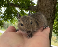 degu oz. čilska veverica