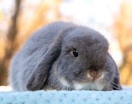 Mini ovnači - miniature lop