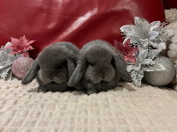 Pritlikavi ovnači, mini lop (seno+ hrana)