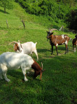 Burske koze in kozel