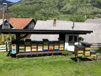 Čebele čebelje družine gorenjska