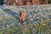 Psička mešanka med labradorko in nemškim ovčarjem