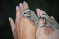 Sugar glider, poletusa vrecarica