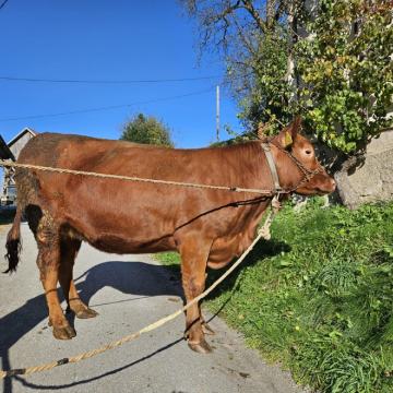 Breja angus telica