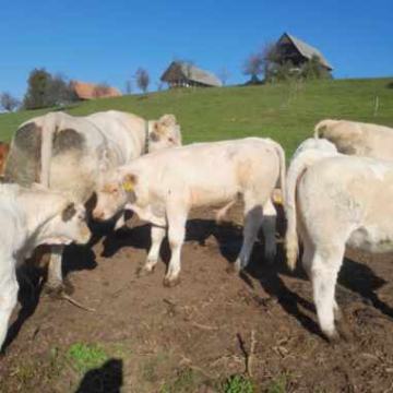 Šarole bikci z pedegreji in republiško številko