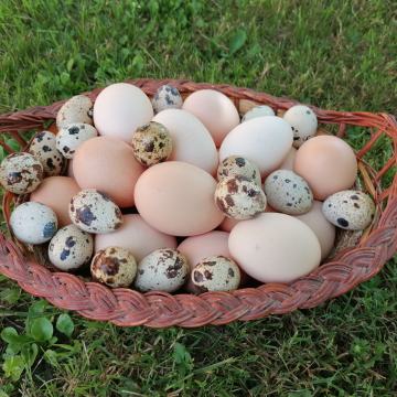 Domača kokošja jajca proste reje in prepeličja jajca