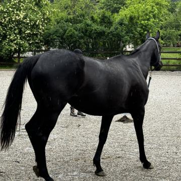 Angleška polnokrvna kobila -breja