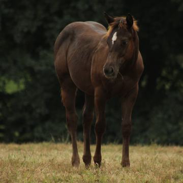 Črn Appaloosa žrebček, z rodovnikom