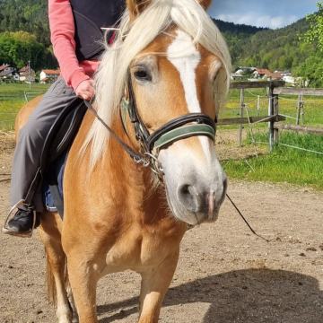 Haflinger kobila