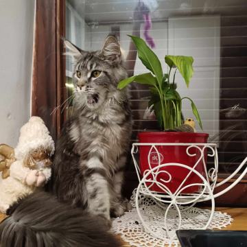 MAINE COON MLADIČKI