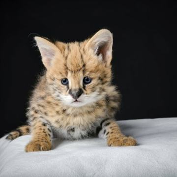 Serval