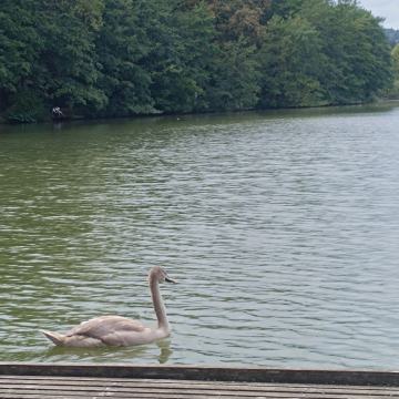 Iščem stanovanje za najem v Ljubljani