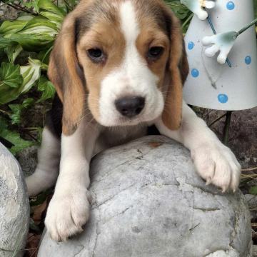 BEAGLE - mladički