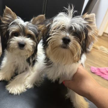 Biewer terrier-tricolor yorkshire yorki mladički