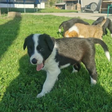 Border collie-borderski ovčar