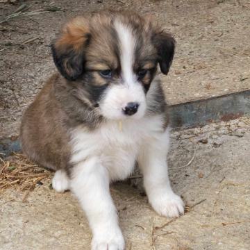 border collie mesancki