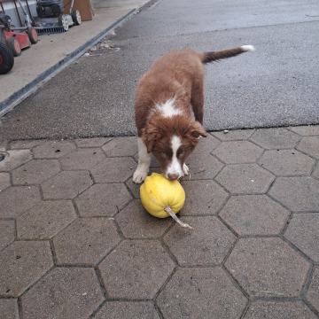 Border collie mladički