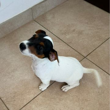 Jack Russell Terier