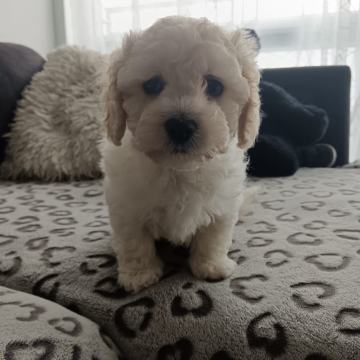 Maltipoo