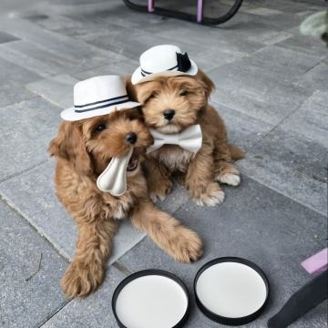 Prodam Cavapoo mladička