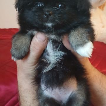 Shiranian (shihtzu,pomeranec)