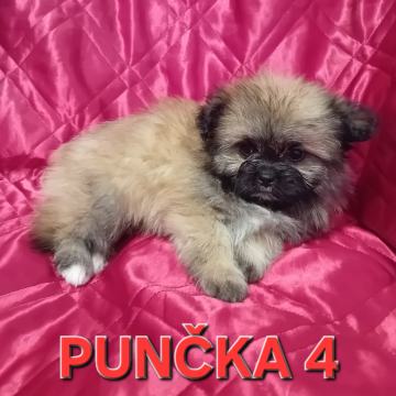 Shiranian (shihtzu,pomeranec)