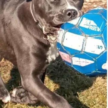 cane corso