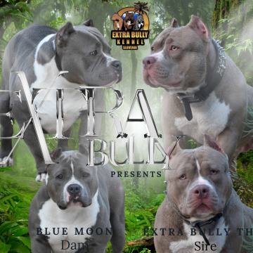 AMERICAN BULLY POCKET dve vrhunski legli!!!