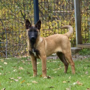 BELGIJSKI OVČAR MALINOIS - MLADIČI NA VOLJO ŠE 2 SAMIČKE