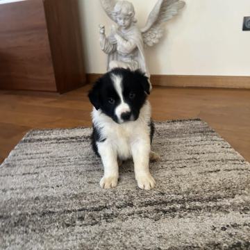 Border Collie mladički