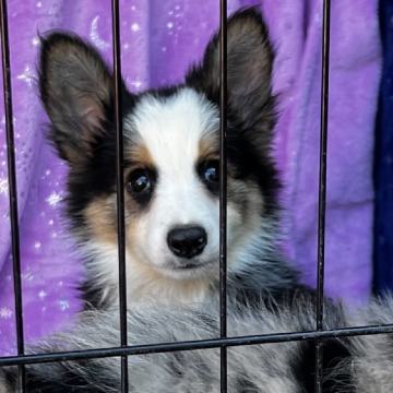 Border Collie Mladički