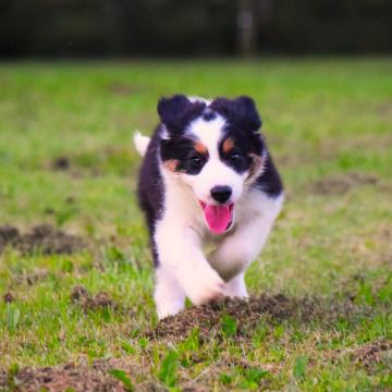 Border Collie tricolor mladiča Z RODOVNIKOM❣️