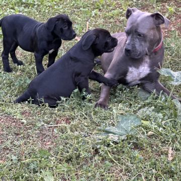 Cane corso mladički