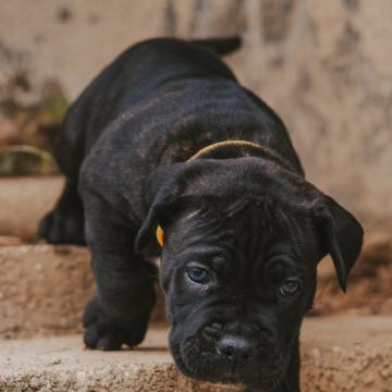 Cane Corso mladički z rodovnikom