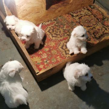 Coton de Tulear