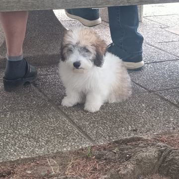 Coton de Tulear, mladički z rodovnikom Prevzem možen takoj