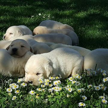 LABRADOR RETRIEVER - RUMENE, BELE IN RJAVE BARVE