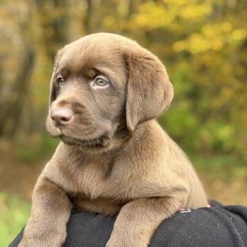 LABRADORCI RODOVNIŠKI RJAVI