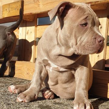 American bully standard