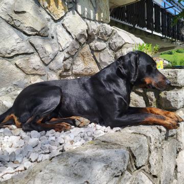 Mladiči pasme brandl brak z rodovnikom