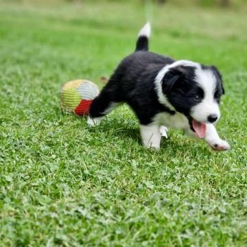 Mladički Border Collie