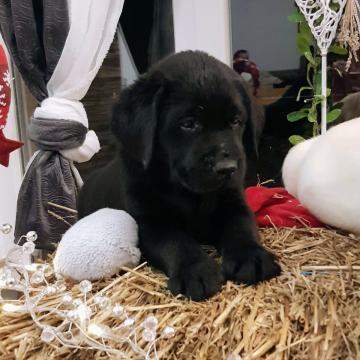 MLADIČKI LABRADOR RETRIVERA- S RODOVNIKOM-PRIPRAVLJEN ZA PREVZEM