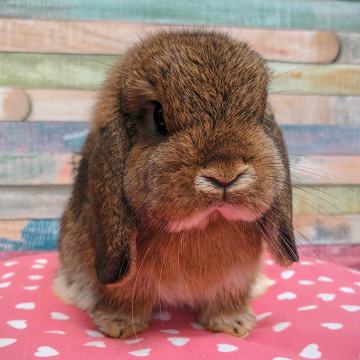 Mini ovnači - miniature lop