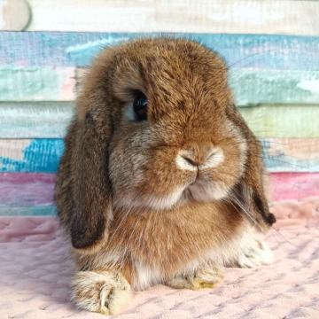 Mini ovnači - miniature lop